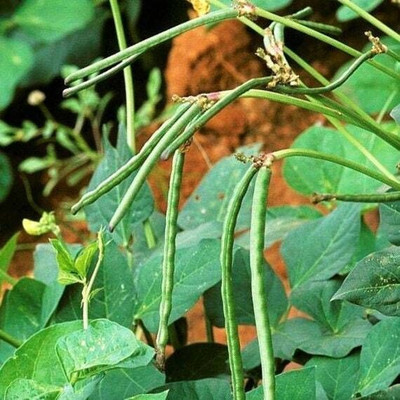 Jignishaseeds Cowpea Hybrid Vegetable Seed(50 per packet)
