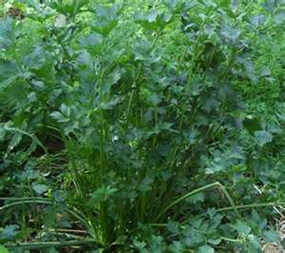 VibeX ATS-50 - Celery- Leaf Variety - (250 Seeds) Seed(250 per packet)