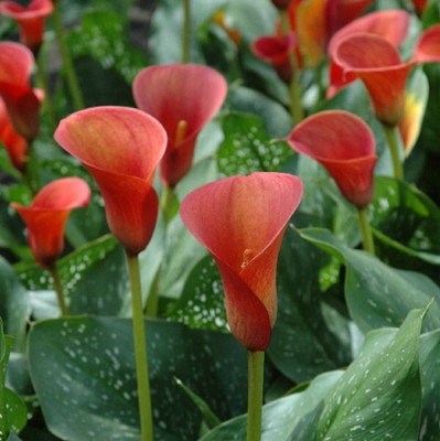zabbus Calla lily Flower Bulbs for Winter Season Red Seed(10 per packet)