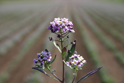 VINGTON Alyssum – Sweet Royal Carpet Seed(80 per packet)