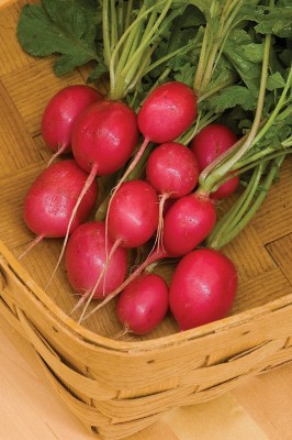 CYBEXIS PAU-45 - Pink Beauty Radish - (250 Seeds) Seed(250 per packet)