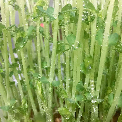 CYBEXIS Vegetable Watercress Seeds2800 Seeds Seed(2800 per packet)