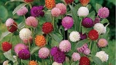 Lorvox Gomphrena Mix Color Flower Seed(85 per packet)