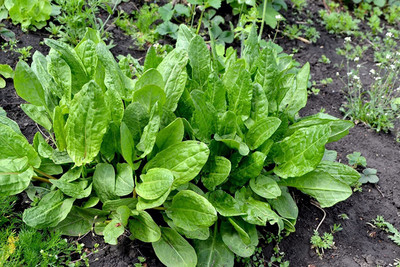 VibeX ® VMR-644 French Sorrel Spinach Dock Narrow-leaved Seed(200 per packet)