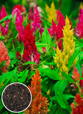 Seedsilk Celosia Mixed for Planting Seed(100 per packet)