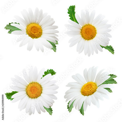 XOLDA Exotic daisy white Seed(30 per packet)