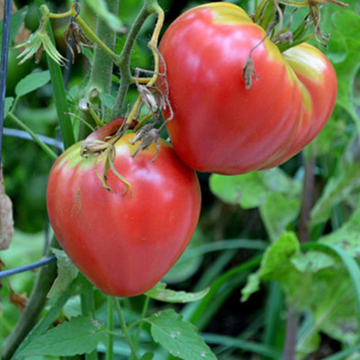 Qualtivate HUA-9A Pink Oxheart Tomato Seed(300 per packet)