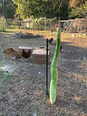 CYBEXIS XLL-86 - Giant Long (About 7 to 9 FEET Long) Bottle Gourd - (100 Seeds) Seed(100 per packet)