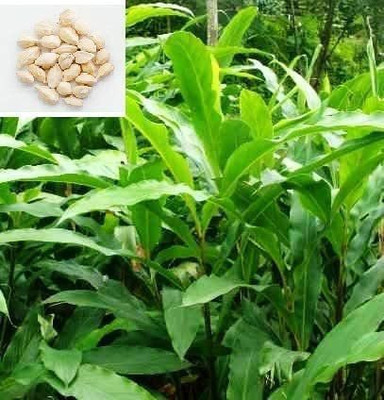 CYBEXIS NBIR-59 - Mixed Cardamom Herb (Elettaria) - (60 Seeds) Seed(60 per packet)