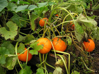 Qualtivate ICRA-5A Mini Mix Pumpkin Seeds Seed(50 per packet)