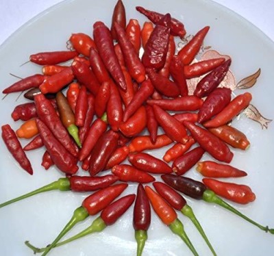 KNESSiN Birds Eye Chilly Kanthari Milaga Tiny chillies seeds from Kerala Seed(200 per packet)