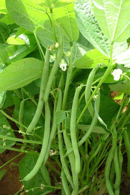 BDSresolve cluster beans seeds/beans seeds 32 Seed(32 per packet)