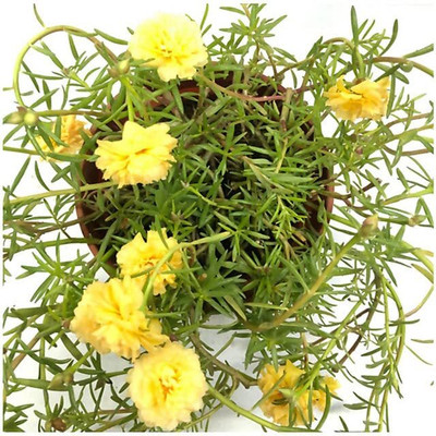 Lorvox 9'0 Clock Flower Seed(65 per packet)