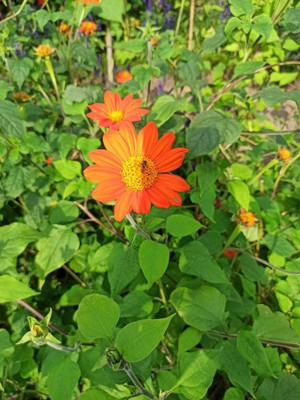 MWHY Tithonia Orange Flower Seed(25 per packet)