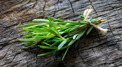 CYBEXIS TLX-41 - Rosemary (Rosmarinus officinalis) - (2250 Seeds) Seed(2250 per packet)