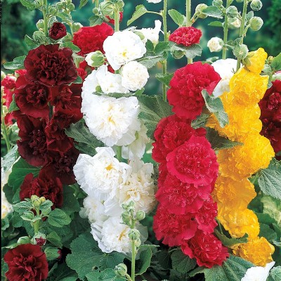 Audhav Hollyhock Multicolor Flower Seeds for Winter Season Seed(50 per packet)