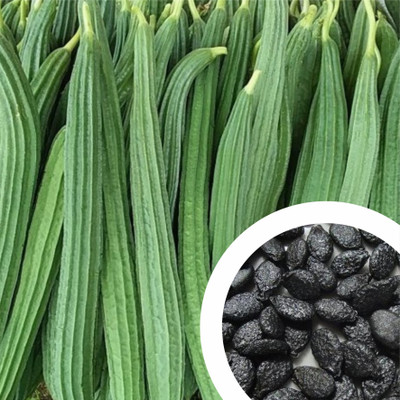 GrowDelight GROW DELIGHT Ridge Gourd (Turai) Vegetable Seeds for Home Garden Seed(20 per packet)