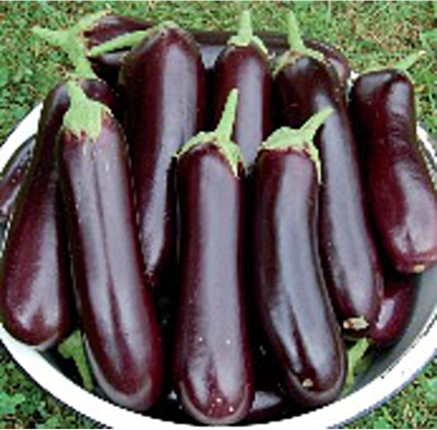 KNESSiN Diamond Brinjal Seeds-[10gm] Seed(2000 per packet)