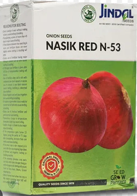 HYBRID 500g jindal red onion N-53 highest yield variety early fruiting Seed(1 per packet)