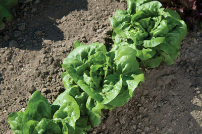 VibeX ® RXI-409 Lettuce Seeds Buttercrunch Butterhead Seed(200 per packet)