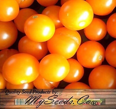 KNESSiN SUNSUGAR Sun Sugar Tomato ~ Sweetest Tomato Available-{800 Seeds} Seed(800 per packet)