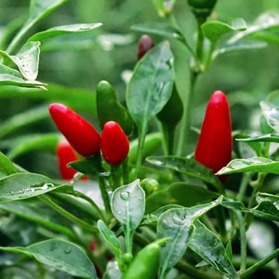 Lorvox Capsicum Choice Round Mix Flower Seed(70 per packet)
