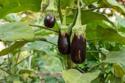 Kodali Hybrid F1 Brinjal Seeds Pack Of 15 Seed(15 per packet)