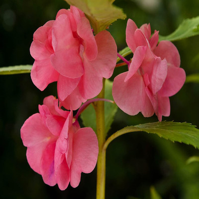 Lorvox Balsam double mixed flower Seed(10 per packet)
