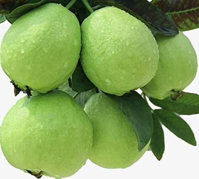 Aywal Red Guava/Amrud/Amrood Fruit Seed(40 per packet)