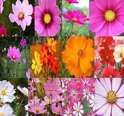 CYBEXIS Earth Hopper F1 Cosmos, Dwarf & Tall Mixed Flower Seeds Seed(25 per packet)
