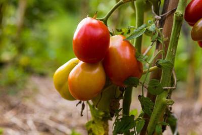 Greenery Seed Retail tomato Seed(80 per packet)