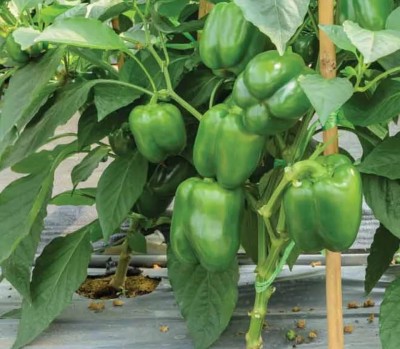 VASUDHA हरी शिमला मिर्च Capsicum/Shimla Mirch Seed(1000 per packet)