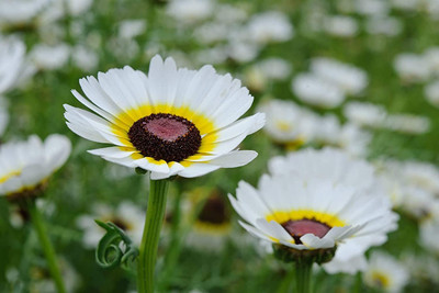 Aywal Chrysanthemum Multi Mix Flower Seeds For Home Gardening Seed(20 per packet)