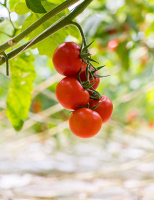 Boardy tomato Seed(105 per packet)