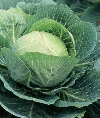 CYBEXIS Seeds of Vegetable Cabbage2000 Seeds Seed(2000 per packet)