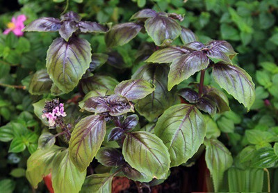 WILLVINE PUAS-14 Ocimum basilicum - Amethyst Basil Seed(2000 per packet)
