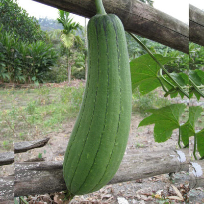 Qualtivate XXX-8A Open Pollinated Sponge Gourd Seeds Seed(50 per packet)