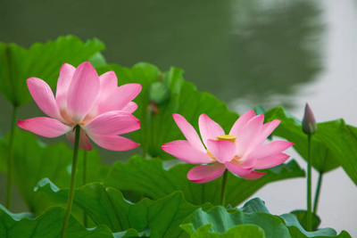 KANAYA lotus,kamal gatta Seed(15 per packet)