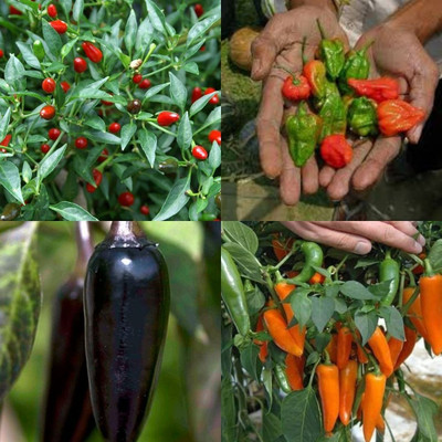 ibains Long chilli seeds 430 Seed(430 per packet)