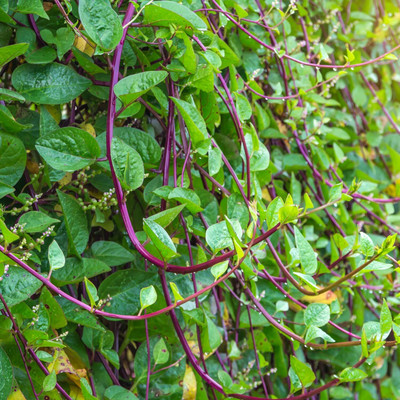 Qualtivate HUA-7A Malabar Spinach Seeds Seed(50 per packet)