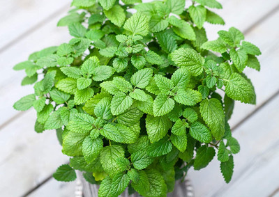 Qualtivate NBIR-92 Non-GMO Lemon Balm Seeds Seed(500 per packet)