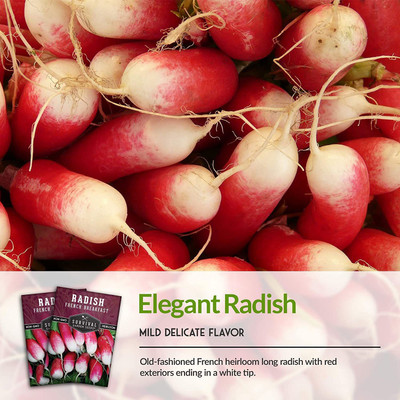 CYBEXIS PAU-11 - French Breakfast Radish - (2250 Seeds) Seed(2250 per packet)