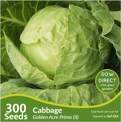 CYBEXIS F1 Hybrid Cabbage Golden Acre Primo Seeds2000 Seeds Seed(2000 per packet)