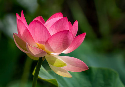 VISHSHUBH lotus,kamal gatta Seed(11 per packet)