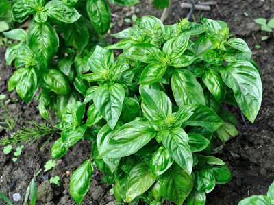 Quentova Basil - Italian Large Leaf-ROC Seed(200 per packet)