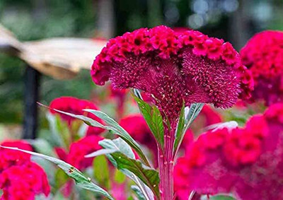 Epazo Cockscomb Seed(90 per packet)