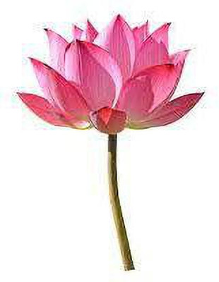 CARIBBEAN LOTUS,KAMALSEEDS Seed(10 per packet)