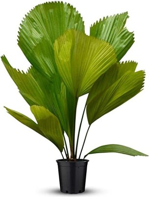 Kapebonavista Kapebonavista Licuala grandis Ruffled Fan Palm Vanuatu Fan Palm Plant Seed(1 per packet)