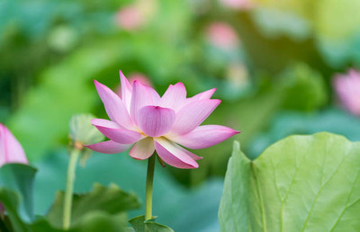 DIVINE lotus,kamal gatta Seed(14 per packet)