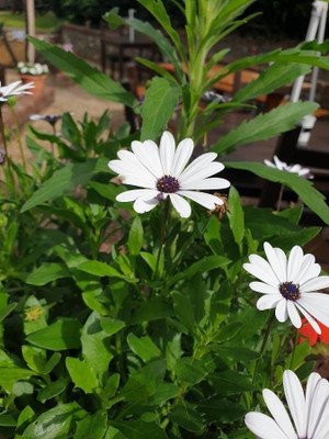 FEVESTA Organic Dimorphotheca Flower Plant Seed(100 per packet)